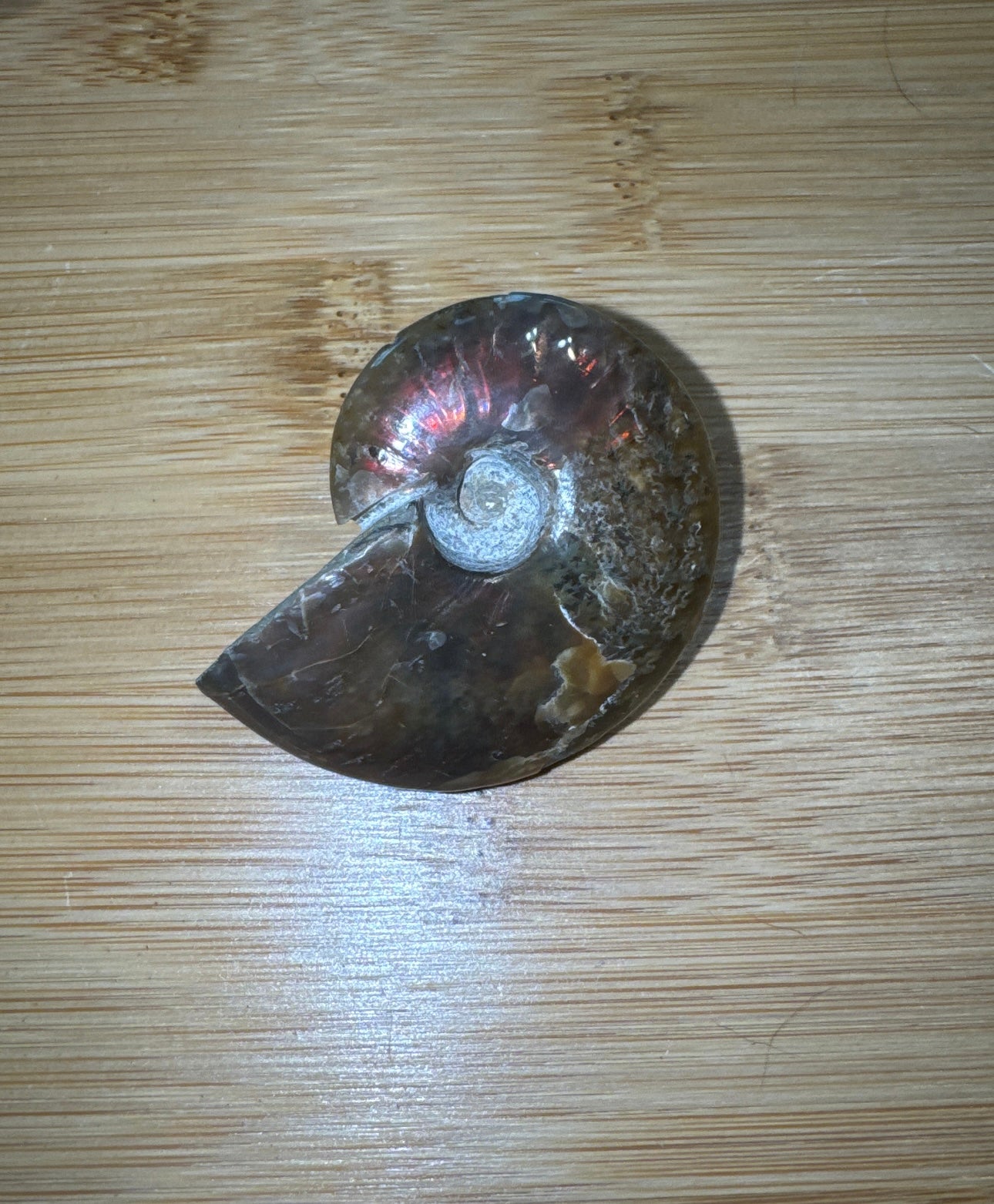 Iridescent Ammonite Fossil