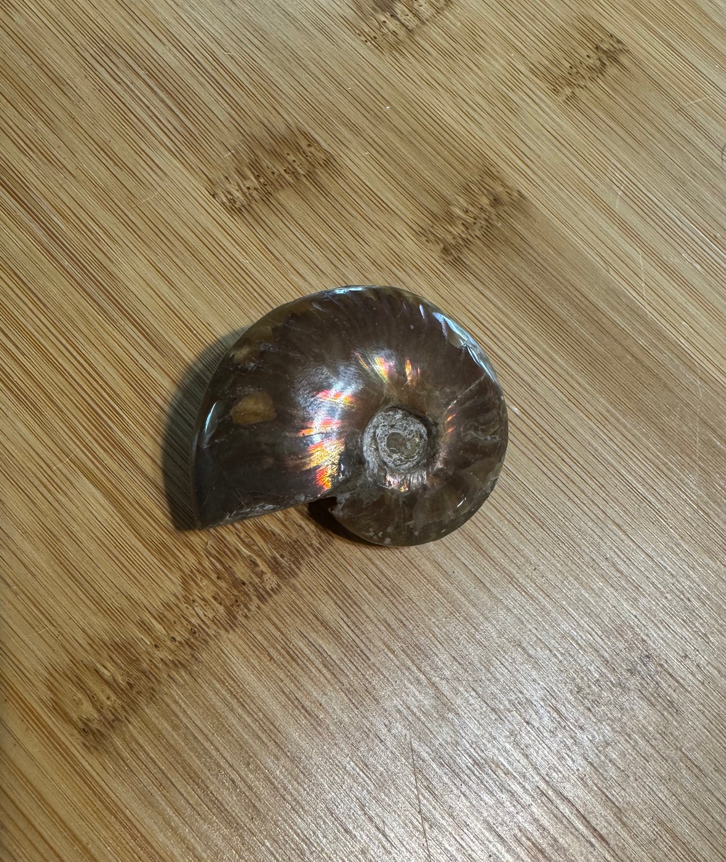 Iridescent Ammonite Fossil