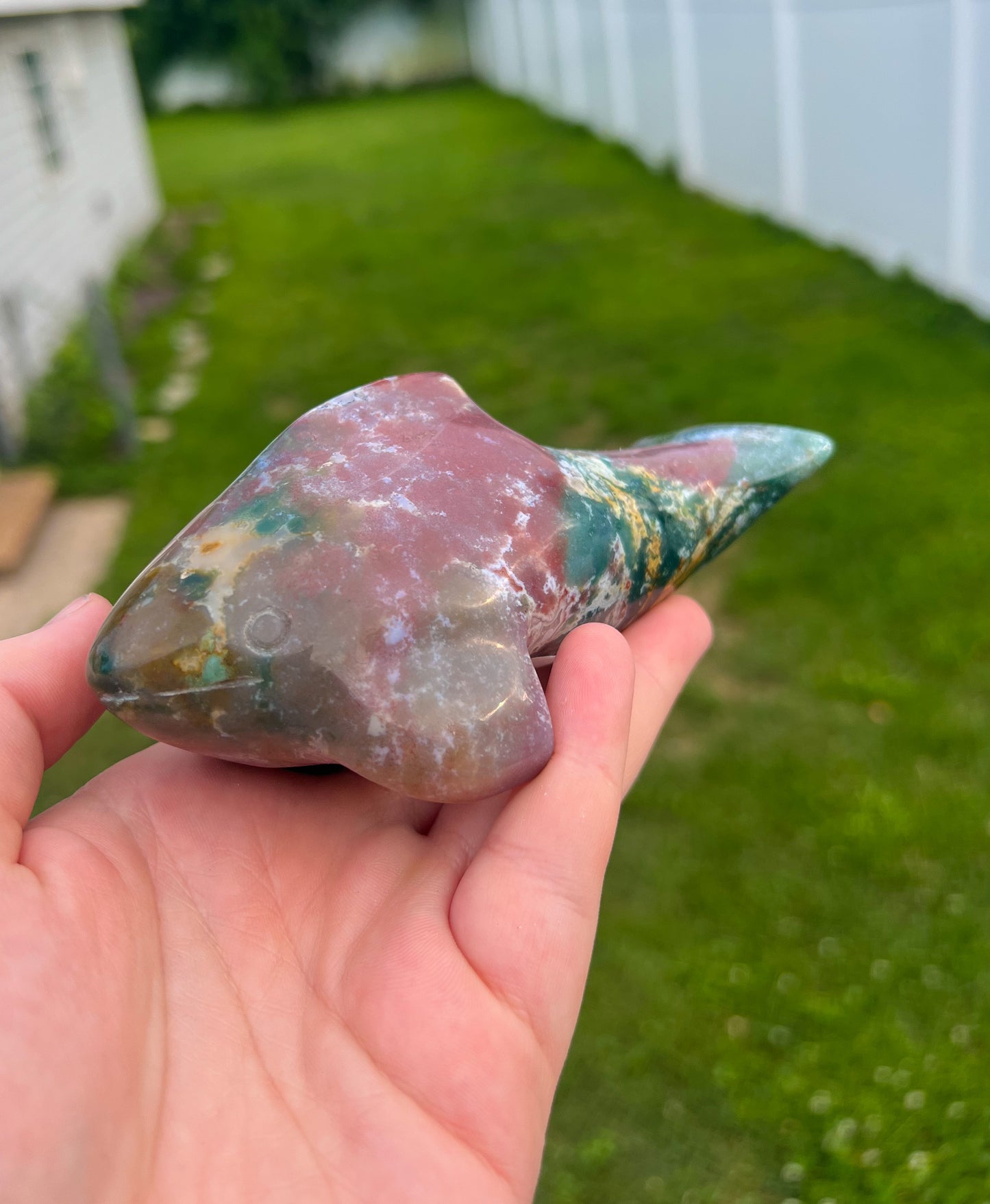 Ocean Jasper Killer Whale