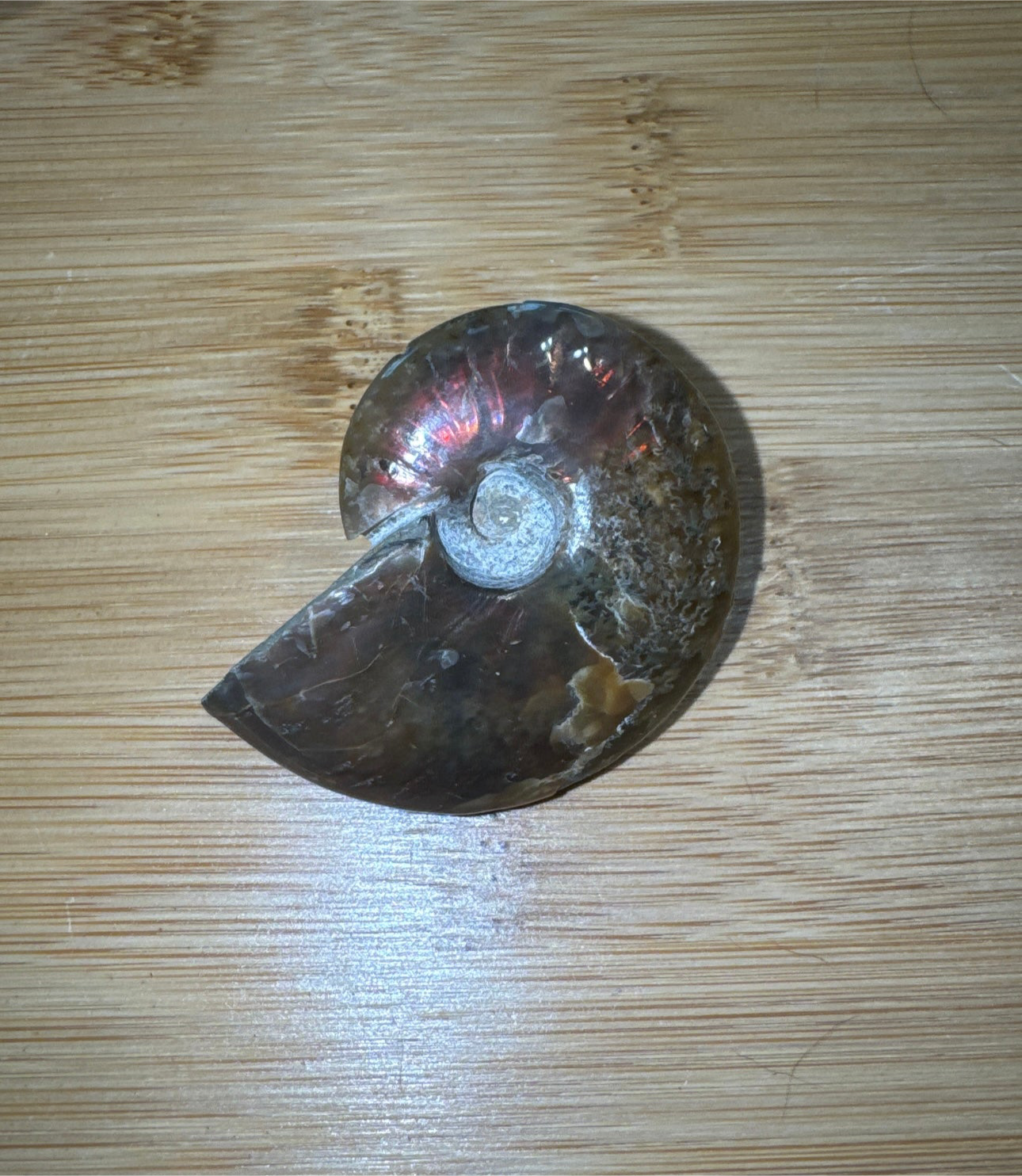 Iridescent Ammonite Fossil