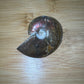 Iridescent Ammonite Fossil