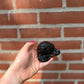 Obsidian Money Drawing Frog